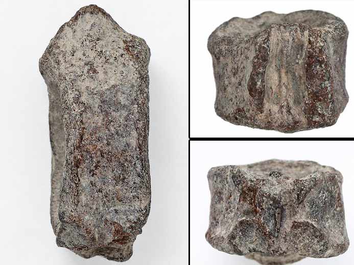 Vertbre fossile de poisson Pachycormiformes jurassique Boulonnais